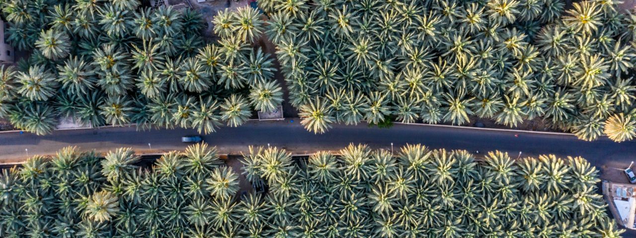 Aerial view of Medina's iconic date palms, a natural resource vital to the region's heritage and agriculture.