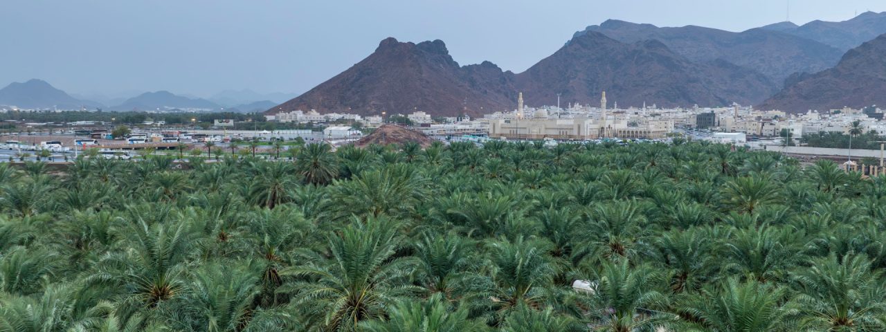 Panoramic aerial view of Medina's volcanic fields and date palms, highlighting the city's natural resources and unique terrain